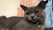 İzmit’te kayıp kedi “İnci” için yardım çağrısı