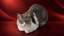 Körfez’de kaybolan kedi aranıyor